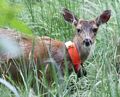 A Sitka area deer collared for research Photo by Phil MooneyADFampG