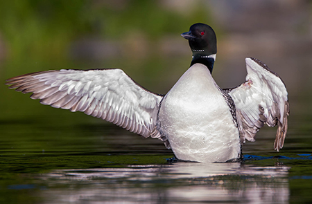 The loon in question A reddish area can be seen on the quotelbowquot of the left wing on the right since it39s facing the camera where line is tangled in the wing Photo by Michael Bay