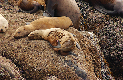 A branded sea lion marked as a pup at Forrester Island hence the Fletter designation photographed at Forrester in 2002