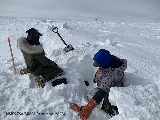 Seal researchers at a ringed seal breathing hole on Prudhoe Bay NMFS ESAMMPA Permit No 26254