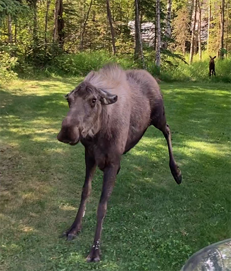 An upset mother moose confronts two Fish and Game wildlife biologists responding to a public safety call Moose injure more Alaskans than bears do