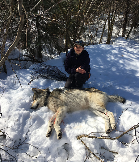 ADFampG wolf researcher Gretchen Roffler with a GPS collared wolf in Southeast Alaska