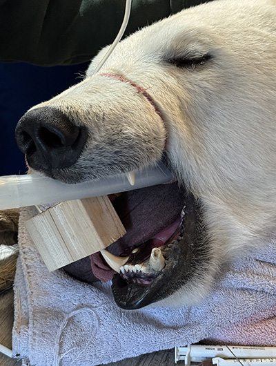 Kova after her procedure You can see the tooth in the picture her lower left canine Photo courtesy the Alaska Zoo
