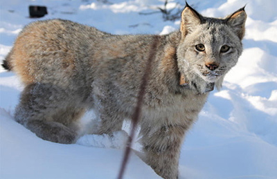 A recently captured and collared lynx kitten near Jatahmund Lake Reports of mountain lions in Alaska sometimes turn out to be lynx Photo by Sara Germain