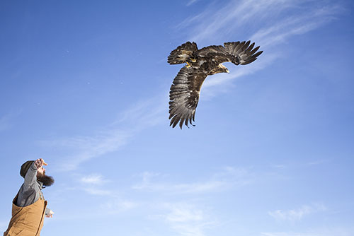 Releasing a captured eagle ready for tracking