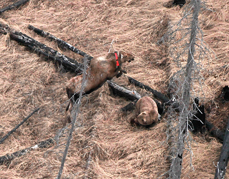 Biologists tracking this radiocollared moose from the air witnessed it rearing up to stomp a predatory bear Photo by Gerald Lee