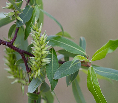 Littletree willow with catkins showing Also known as redstemmed willow the shrubby tree is a favorite with moose Photo courtesy Samuel Brinker on iNaturalist