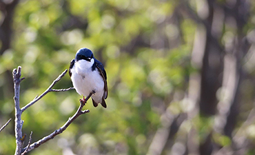 A common cavity nester a Tree Swallow Arin Underwood