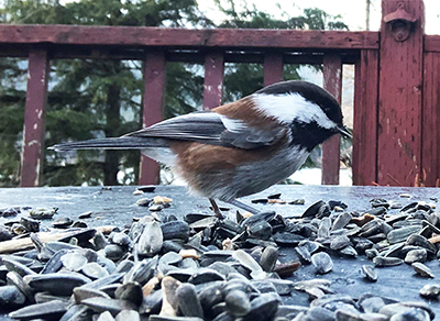A chestnutbacked chickadee the Southeast Alaska cousin to the blackcapped and boreal chickadees to the north Riley Woodford photo