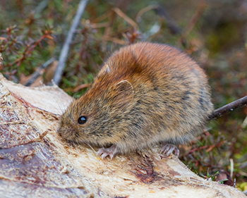 Native rodents are no cause for alarm Voles close relatives of mice are common like this Northern Redbacked Vole The Yellowcheeked Vole aka the Taiga Vole common in the Interior is the biggest vole in Alaska 67quot long with a very short tail and it does have yellowish cheeks Photo by Jim Dau