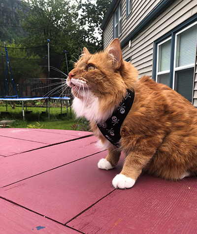 A cat on a supervised outing watches a bird In the US 63 of cat owners keep their one or more cats entirely indoors Some indoor cats do enjoy occasional outings Photo by Riley Woodford