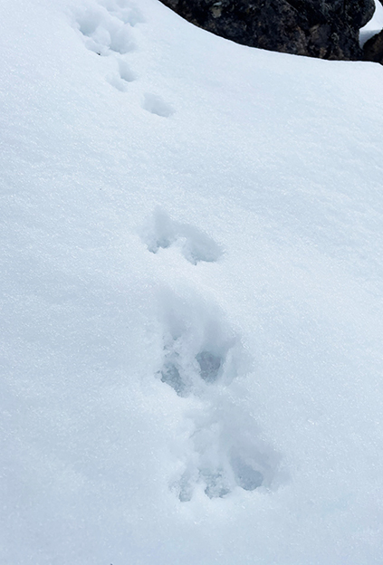 Pika tracks