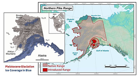 Map of the native and invasive ranges of northern pike in Alaska Right with a map of late Pleistocene glaciers left