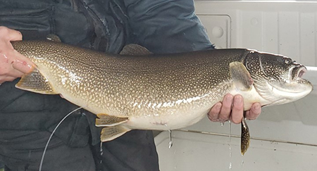 A Tangle Lakes lake trout with a radio transmitter implanted in its stomach The transmitter39s antennae is visible underneath and the short section of stitches where the transmitter is inserted ADFampG photo