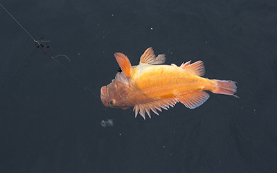 This yelloweye rockfish floats on the surface There is a deepwater release device attached to the fish An inline submersible camera is seen above the floating fish