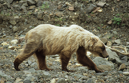 A brown  or grizzly  bear in Denali National Park Photo by Jeff Mondragon