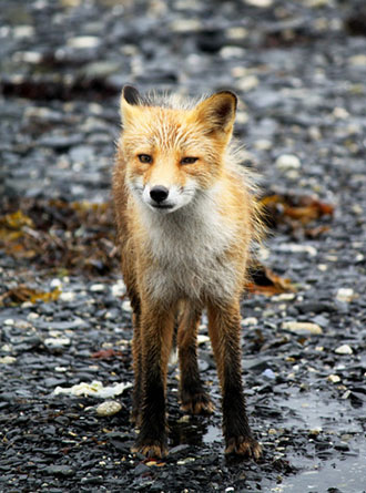 A red fox In the winter of 20202021 and spring 2021 rabies was confirmed in communities along the northern and western coast from Bristol Bay to the North Slope In late April and early May two foxes in Dillingham behaving abnormally were killed and tested positive for rabies Photo bby Arin Underwood