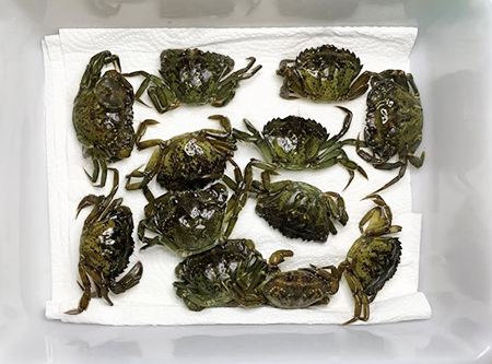 A sample of invasive European green crabs trapped in Tamgas Bay Photo Taylor Stumpf Metlakatla Indian Community Dept of Fish and Wildlife