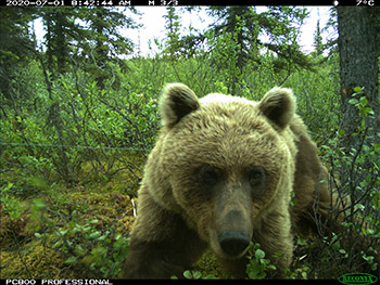 A grizzly bear investigates a site and a trail camera