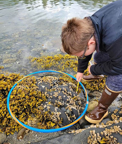 A  student counting barnacles in random plot hula hoop in  intertidal zone Photo by Katie Holmlund
