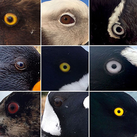 Bird eye collage by Tasha DiMarzio