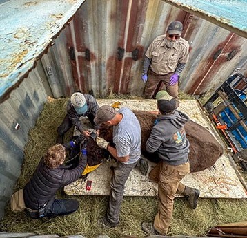 Biologist Darren Bruning top works with a crew loading a wood bison into a custom container for transport to Minto Flats in August Photo by Mark Lindberg