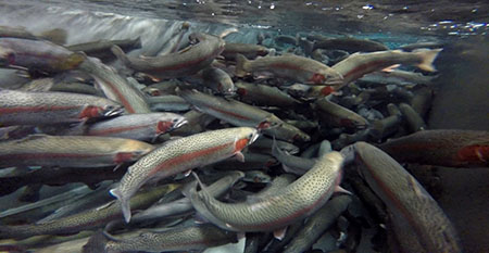 Adult rainbow trout in the brood holding raceways at the William Jack Hernandez Sport Fish Hatchery