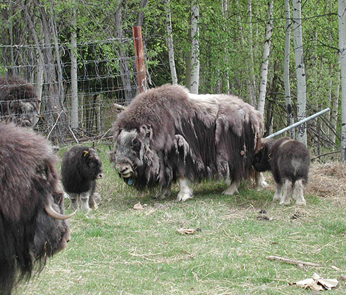 A shedding muskox at LARS  the shed qiviut hangs in ragged tatters from the animals Qiviut is shed in a highly synchronous manner over a period of two weeks Muskox  rub the qiviut off on the ground or any convenient rubbing post or let the wind shred and scatter it LARS photo