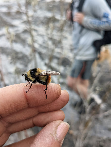 A bumblebee mimic a drone fly in the genus emEristalisem perhaps emEristalis flavipesem the orangelegged drone fly Like other drone flies they are important pollinators In all the pictures note the differences in the antennae and the absence or pesence of fuzz on the hind leg Bumblees have emcorbiculaeem the long stiff hairs on the bumblebeersquos back legs that serves as the pollen basket  see next picture