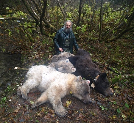 Bear researcher Lavern Beier now retired with three tranquilized brown bears equipped with tracking collars in the Berners Bay area north of Juneau These bears are related the mother is the big brown one the two large cubs 2 or 3 years old are much lighter in color