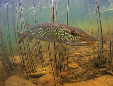 A northern pike Photo by J Ching UAF