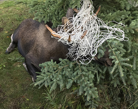 Moose become tangled in nets Christmas lights and even telephone lines Dave Battle photographed this moose in Anchorage tangled in a volleyball net and esentialy tied to a spruce tree before he cut it loose
