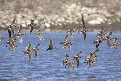 Dowitcher flock  photo by Shelby McCahon