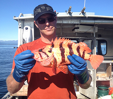 Fishery biologist Philip Tschersich holds a tiger rockfishem emPhoto by Carrie Worton