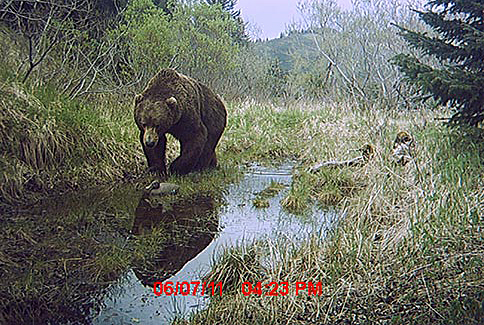 A Kodiak bear photographed by Robin Overall using a motiontriggered trail camera