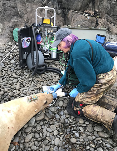 Dr Kimberlee Beckmen an ADFampG wildlife veterinarian monitors a sea lion she placed under anesthesia after it was darted  Anesthesia helps make handling these large animals safe and predictable  ADFampG staff built the portable anesthesia machine seen here