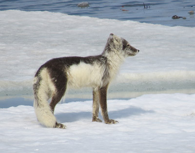 An arctic fox on Alaska39s North Slope Shedding in early summer Photo by Kerry L Nicholson