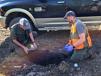 Wildlife Biologists Dave Battle left and Cory Stantorf remove the container from the bear39s head Photo by Daphne Aldinger