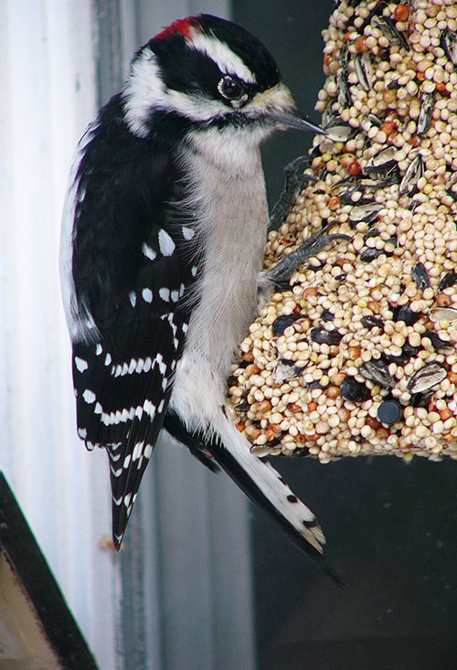 A male Downy woodpecker The beak is much shorter than a Hairy woodpecker about onethird the width of his head  the Hairy woodpecker39s beak is as long as its entire head Photo by Frank Zmuda