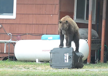 Bears are persistent when they39ve been rewarded They will move on when they are not