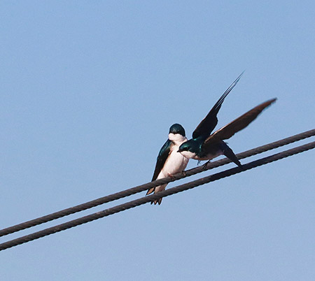 A pair of tree swallows Photo by Arin Underwood
