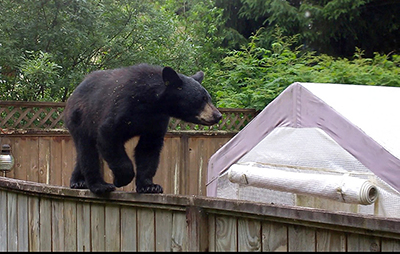 A young black bear in the Mendenhall Valley in Juneau Bears may pass through Alaska neighborhoods and investigate food opportunities but will move on if unrewarded Photo by Lynda Jones