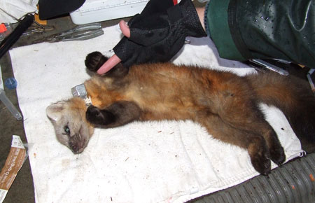 A sedated Pacific marten on Kuiu Island in Southeast Alaska The marten was collared and released and  tracked as part of a study on population trends and prey abundance on the island copyADFampG