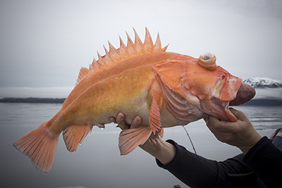 A yelloweye rockfish showing signs of barotrauma