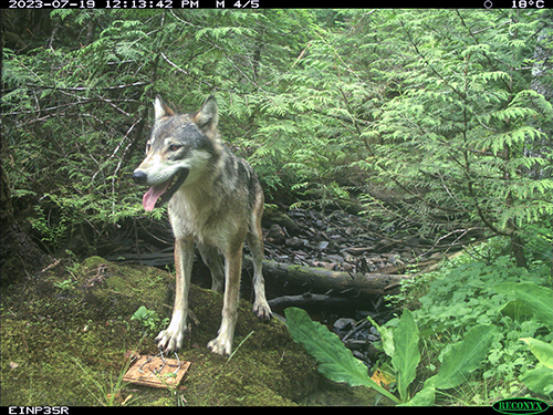 A wolf at a hair board on Prince of Wales Island The hair board is just a square piece of plywoood with a few strands of barbed wire affixed to it with a bit of scent applied When wolves investigate they leave a few strands of hair snagged on the wire The hair follicles provide a valuable DNA sample