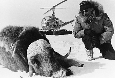 Nelson Island transplant Between March 17 and 20 1968 15 muskoxen were transplanted Helicopters were used to herd and capture muskox which were then drugged and transported by sling to Duchikthluk Bay on Nunivak Island Four to six animals were placed in plywood crates and flown by Northern Consolidated Airlinesrsquo Skyvan to Nelson Island ADFampG file photo
