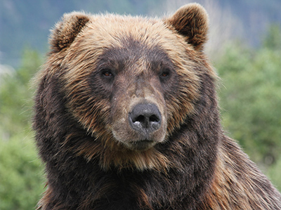 Portrait of AWCC brown bear ldquoJBrdquo seen here still shedding the sunbleached remnants of his winter coat  Photo by the author