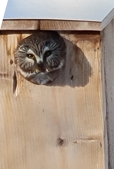 The boreal owl in Donna Plisga39s nest box Photo courtesy Donna Plisga