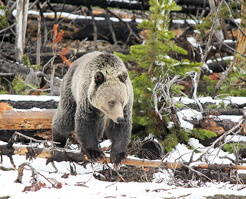 A quotgrizzly bearquot in Yellowstone National Park NPS photo by Kimberly Sheilds