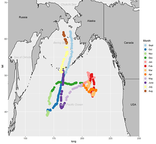 This shows a male salmon shark39s circuitous route from the Bering Sea to the Gulf of Alaska and back over about a year After tagging in September 2019 just south of St Lawrence Island light blue dots he traveled south to the North Pacific dark blue then moved north and west in late fall green The red dots show his location in February 2020 He moves back to the Bering Sea in early summer yellow